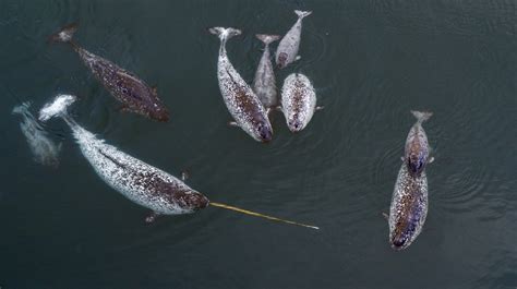 Weber Arctic Narwhal Photography On The Northwest Passage