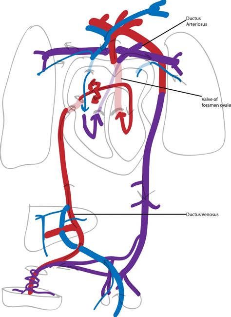 Diagram Schematic Diagram Of Fetal Circulation Mydiagramonline
