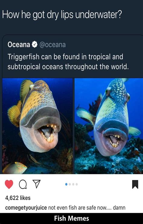 10 Funny Fish Memes You Will Love It Fishing Memes Memes Cute