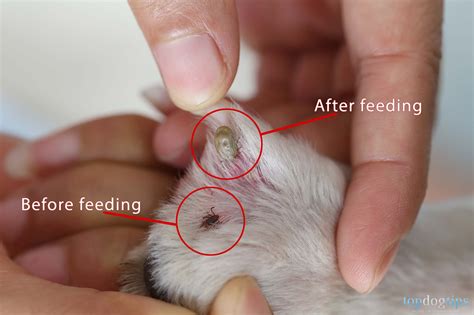 Do Ticks Go Completely Under The Skin Dogs