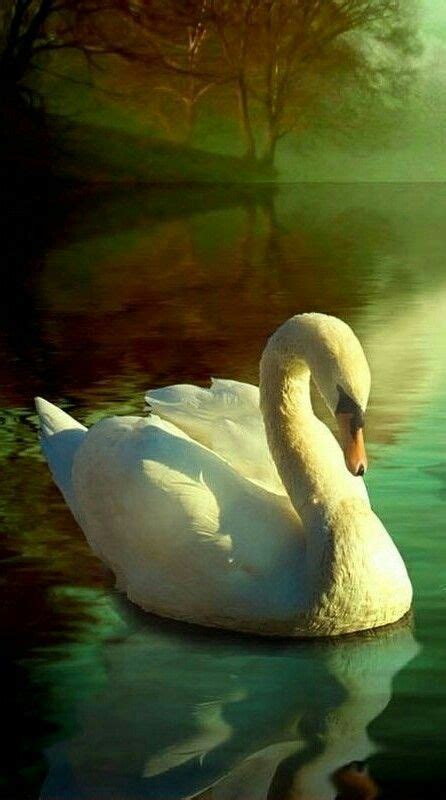 Beautiful Swan Beauty Swan Pictures Swan Painting Swans Art