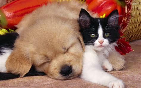 Cat And Dog Desktop Wallpapers Top Free Cat And Dog Desktop