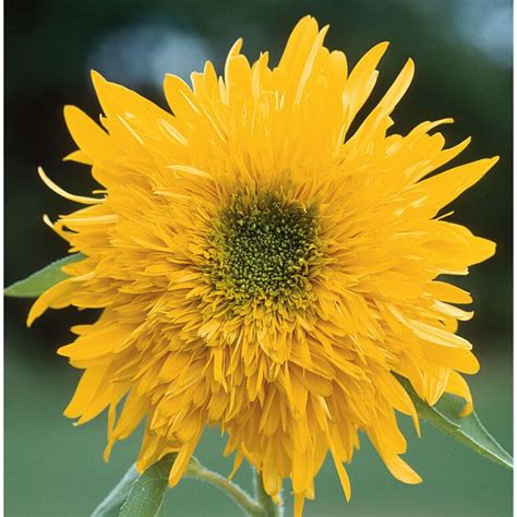 Double Quick Orange F1 Sunflower Seed Johnnys Selected Seeds
