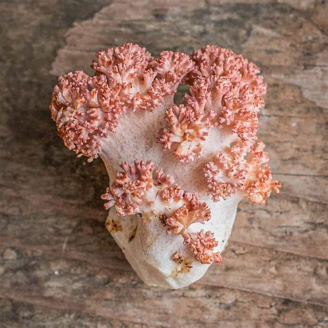Pink Tipped Coral Mushrooms Ramaria Botrytis Forager Chef