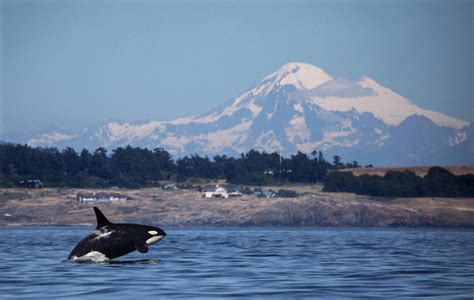 New Orca Babies Grow Endangered Southern Resident Population The