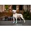 American Bulldog Dog Breed Hypoallergenic Health And Life Span  PetMD