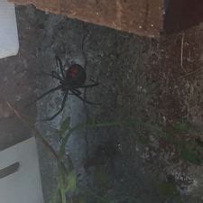They are poisonous and well just plain creepy. 3 Ways to Kill Black Widow Spiders - wikiHow