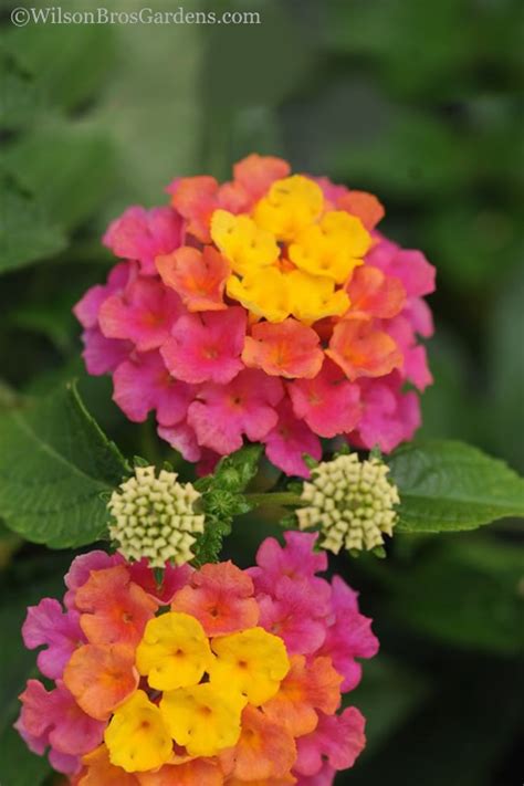 It typically grows to no taller than three feet in height, though there have been instances where it has been known to grow in excess of six feet. Buy Sonset Cold Hardy Lantana - FREE SHIPPING - 1 Gallon ...