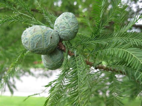 Cypress although cypress is not commonly thought of as an herb or a spice, the plant material from this beneficial tree serve more of a. Mater Natura Designs: August 2011