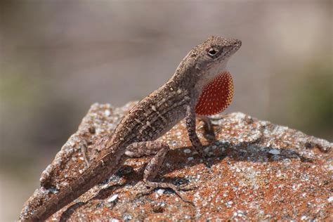 When Faced With Competition Florida Lizards Simply Evolve Faster