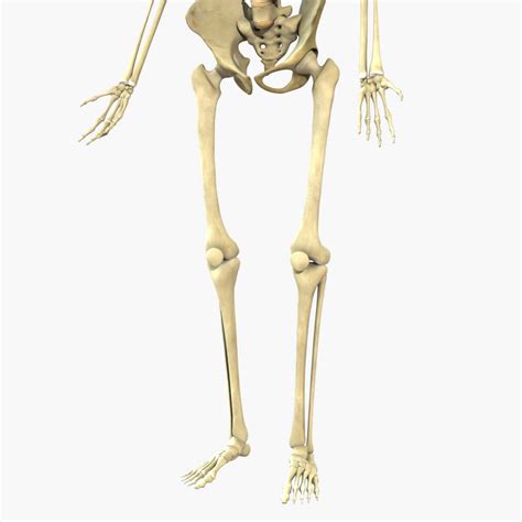 Human Full Body Skeleton 3d Model