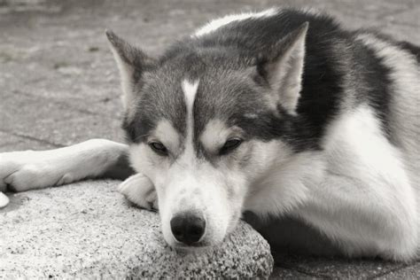 The typical alaskan husky of that time was a heavy dog composed of a saint bernard mix. Alaskan Husky - Hunderassen (Nordische Schlitten) | Haustiere