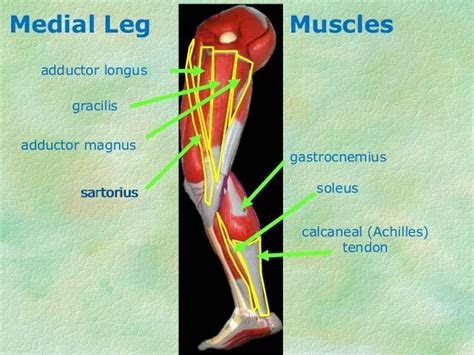 Lower Limb Muscle Anatomy