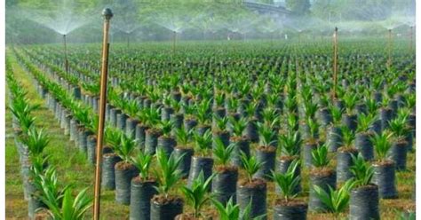 Budidaya kelapa sawit saat ini menjadi primadona usaha yang paling diminati di sektor perkebunan. Cara Memancang Lahan Kelapa Sawit di Area Datar - Kelapa Sawit