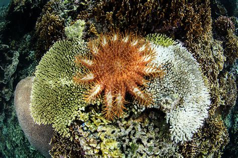 A Crown Of Thorns Sea Star Feeds Photograph By Ethan Daniels Pixels