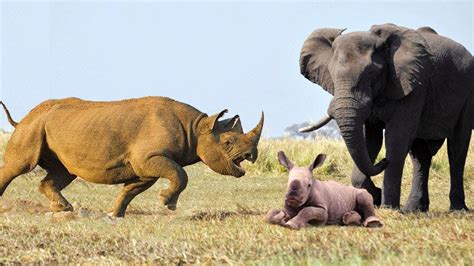 Amazing Mother Rhino Protects Her Baby From The Elephant Elephant Vs