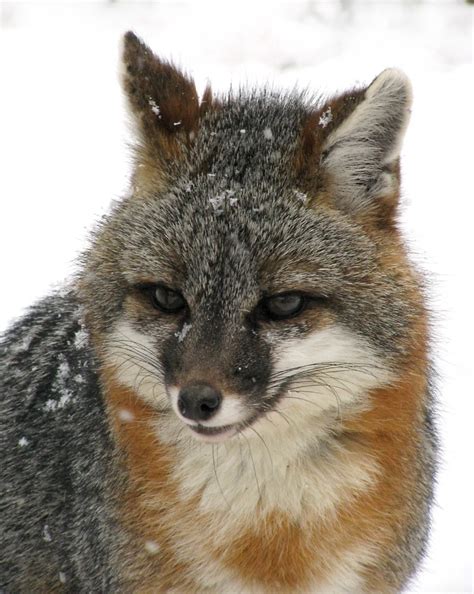 Gray Fox Grey Fox Fox Squirrel Fox