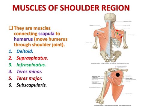 Ppt Anatomy Of The Shoulder Region Powerpoint Presentation Free