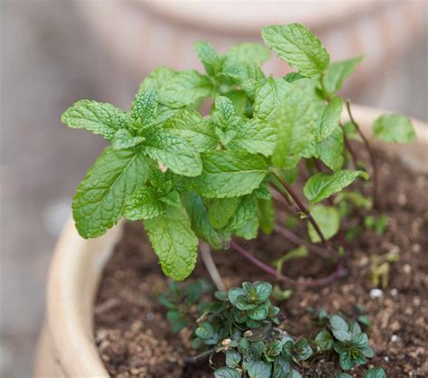 11 Types Of Mint To Grow In Your Garden