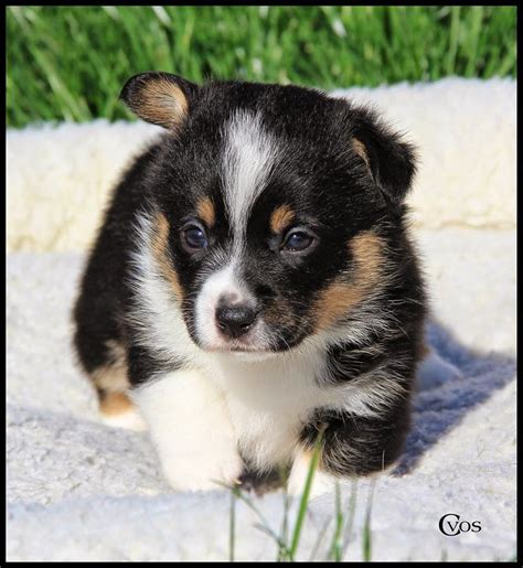 Personal checks are fine for the deposit but balance needs to be paid in cash when you pick no puppies available. Cowboy Corgis: Available Puppies
