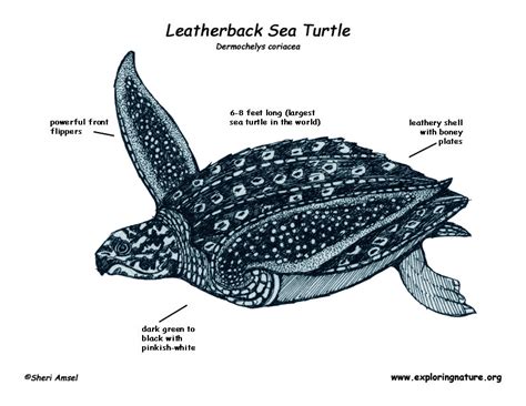 Survival Adaptations The Mysterious Leatherback Sea Turtle