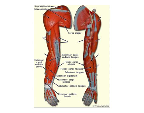 Diagram of the forearm extensors superficial extensors consist of seven muscles; Arm muscle labeling