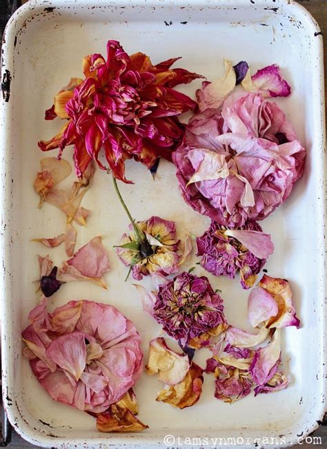 Natural Dye Technique With Flowers A Mini Workshop Flowers Petals