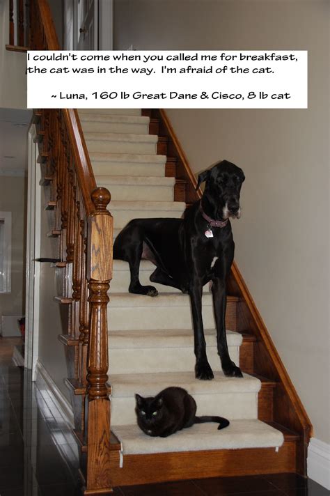 Luna The 160 Pound Great Dane Is Scared Of The Little 8
