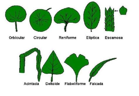 Formas De Hojas De Plantas Y Sus Nombres Imagui