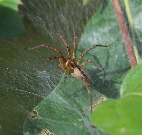 Agelenopsis Aperta Grass Spider Peace Valley Park Doyles Flickr