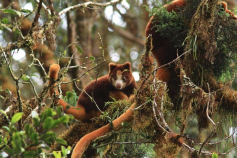 5 Hutan Belantara Paling Menakjubkan Di Dunia Hutan Kalimantan Masuk