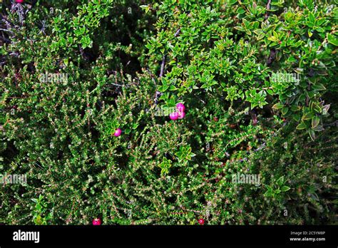 Plants In Torres Del Paine National Park Patagonia Chile Stock Photo