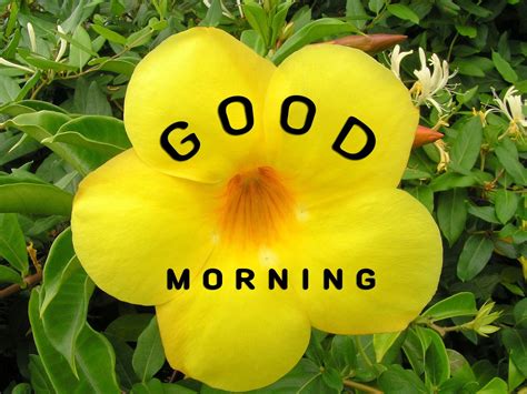 Yellow Flower Good Morning Images With Quotes Good Morning Images