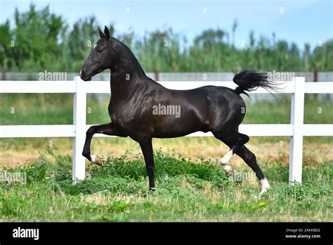 Black Akhal Teke Stallion Running In Trot Along White Fence In Summer