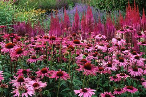 Where To See The Best Late Summer Garden Colour Bbc Gardeners World