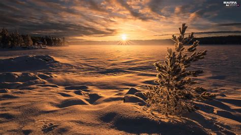 Snowy Lake Norway Trees Ringerike Great Sunsets Winter Viewes