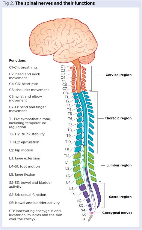 Spinal Cord And Spinal Nerves Diagram