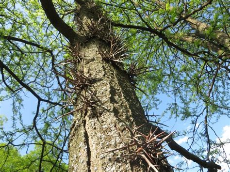 Cuidados De La Gleditsia Triacanthos Un árbol De Rápido Crecimiento
