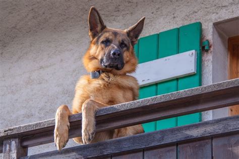 Are German Shepherds Good Guard Dogs And How To Train Them World