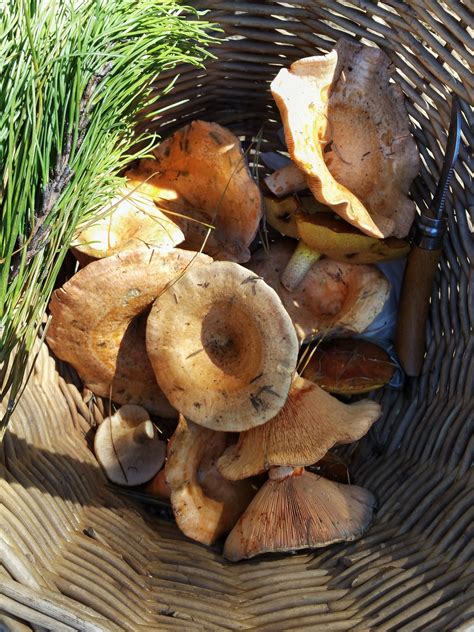 Wild Mushroom Foraging Finding Feasts