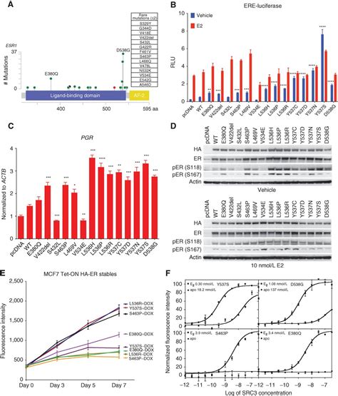 activating esr mutations differentially affect