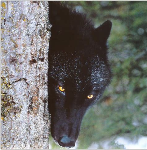 You will definitely choose from a huge number of pictures that option that will suit you exactly! Black Wolf HD Wallpapers | Download Black Wolf Desktop HD ...