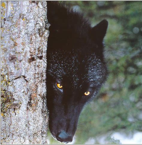 1920x1200 howling wolf wallpaper high definition. Black Wolf HD Wallpapers | Download Black Wolf Desktop HD ...