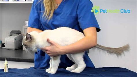 The Pethealthclub How To Put Drops Or Medication In Your Cats Ears