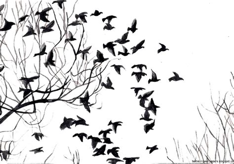 Black And White Bird Wallpapers Top Free Black And White Bird
