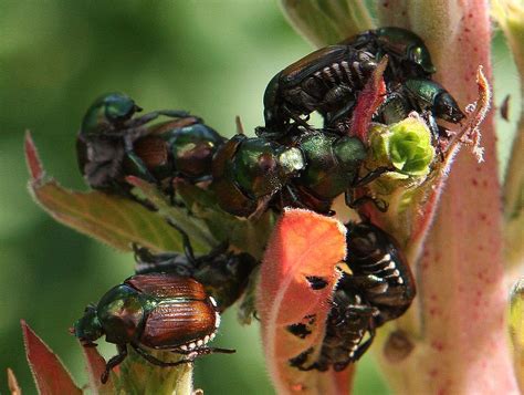 8 Facts You Should Know About Japanese Beetle Control Traps Grubs