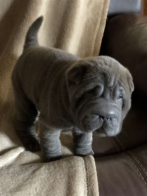 Chinese Shar Pei Puppies For Sale Grayson Ga 350640