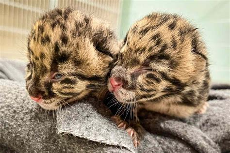 Two Clouded Leopard Cubs Born At Nashville Zoo See The Photos