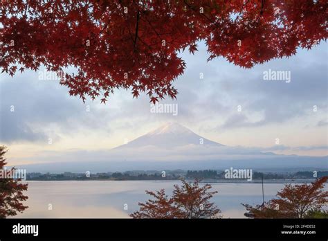 Maple Trees In Front Of Mt Fuji Yamanashi Honshu Japan Stock Photo