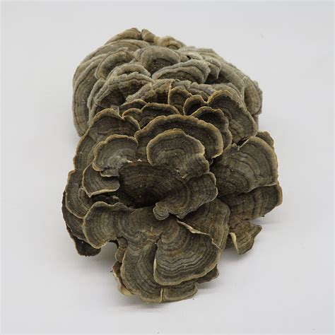 yun zhi wholesale price chinese herb medicine rainbow conk dried coriolus versicolor mushroom